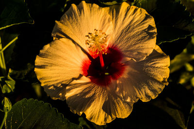 Close-up of red hibiscus flower