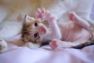 Close-up portrait of kitten relaxing on bed at home
