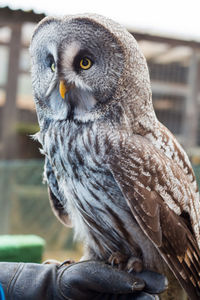 Cropped image of falconry with great gray owl