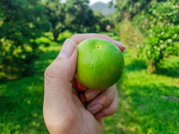 Cropped image of person holding apple