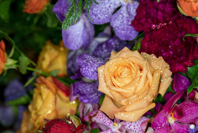 Close-up of wet purple roses