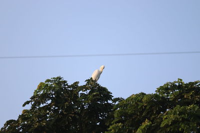 Low angle view of bird perching on tree against sky