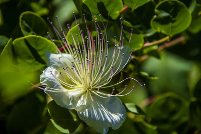 Close up of a beautiful caper flower at limone sul garda, brescia italy