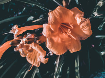 Close-up of orange rose flower