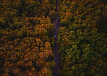 High angle view of trees in forest during autumn