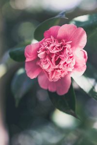 Close-up of pink rose