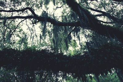 Low angle view of trees against sky