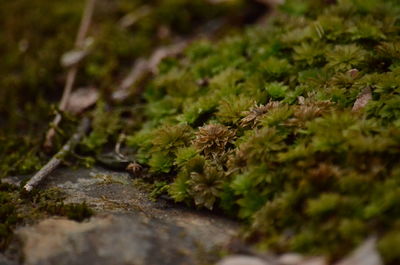 Close-up of moss on rock