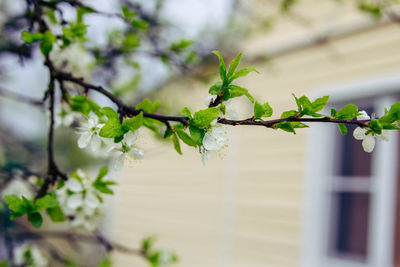 Close-up of plant against tree