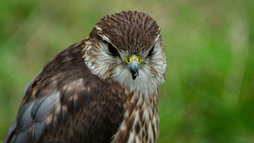 Close-up portrait of raptor bird of prey hawk falcon eagle