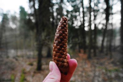 Close-up of cropped hand holding plant