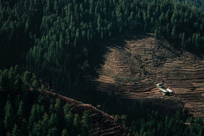 High angle view of a forest