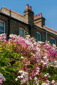 Low angle view of pink flowering plant against building