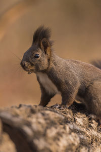 Close-up of an animal