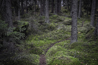 View of trees growing in forest