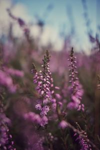 Close-up of pink flowering plant