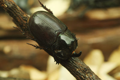 Close-up of insect