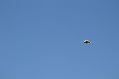 Low angle view of seagull flying against clear blue sky