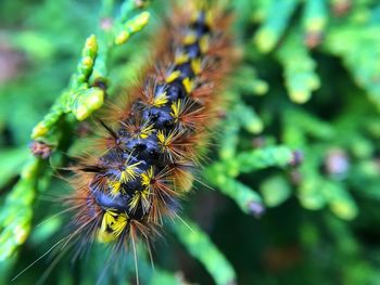 Close-up of insect on flower