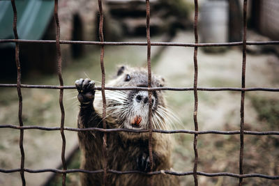 Squirrel in cage at zoo
