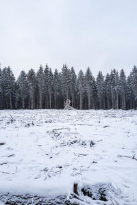 Trees on snow covered field against sky