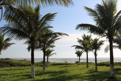 Palm trees by sea against sky