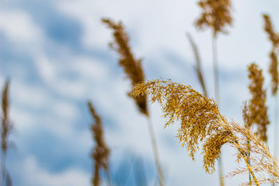 Low angle view of plant against sky