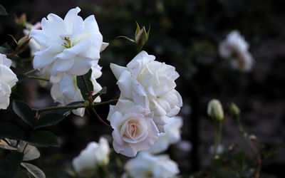 Close-up of white rose