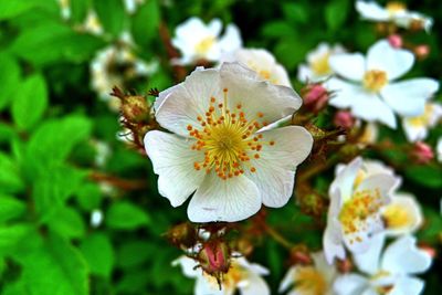 Close-up of white flowering plant
