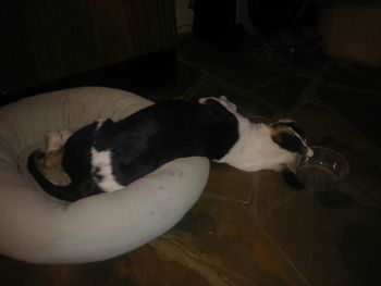 Cat sleeping on tiled floor