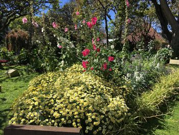 Fresh flowers on tree