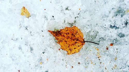 Close-up of autumn leaf