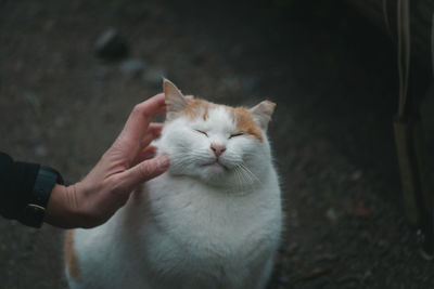 Close-up of ginger cat