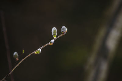 Close-up of flower buds growing on tree