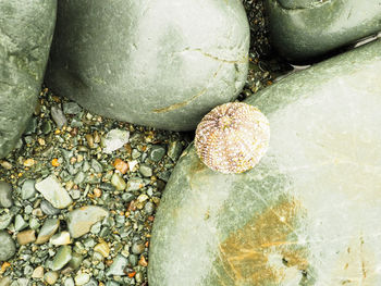 Close-up of crab on pebbles at beach