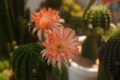 Close-up of pink flower