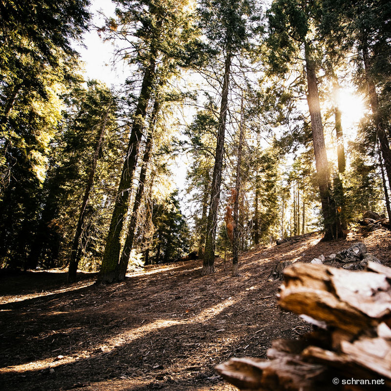 tree, sunbeam, sunlight, sun, forest, lens flare, tranquility, tree trunk, nature, growth, tranquil scene, woodland, sunny, beauty in nature, scenics, non-urban scene, day, landscape, outdoors, no people