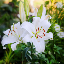 Close-up of white flowering plant