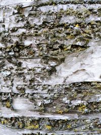 Full frame shot of moss growing on tree trunk