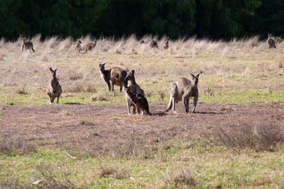 Wild kangaroos in a field