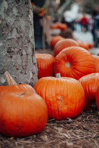 Close-up of pumpkins on field