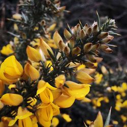 Close-up of yellow flower