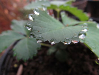 Close-up of water drops on leaf