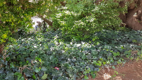 High angle view of flowering plants on field