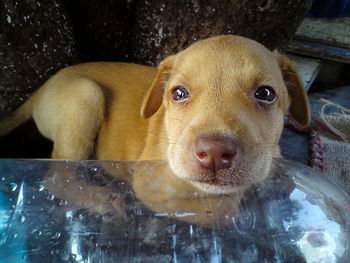 Close-up portrait of puppy by plastic