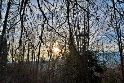 Bare trees against sky at sunset