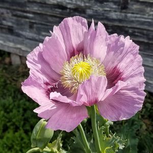 Close-up of flower blooming outdoors