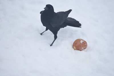 High angle view of bird on snow covered land