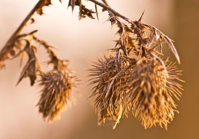 Close-up of wilted plant