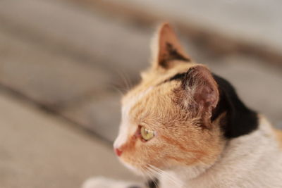Close-up of a cat looking away